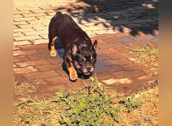 Star, fröhliche Französische Bulldogge geb. 09/2022