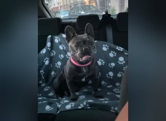 Elli, fröhliche, verspielte Französische Bulldogge geb 01/2025