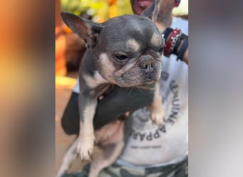 Süsü, besonderes Fanzösisches Bulldoggen Mädchen sucht besonderes Zuhause