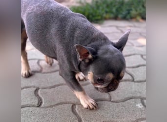 Süsü, besonderes Fanzösisches Bulldoggen Mädchen sucht besonderes Zuhause