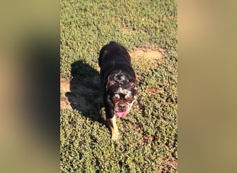 Silver, gut gelaunte Französische Bulldogge geb. 06/2021