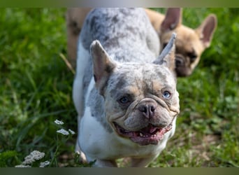 Radar, bildhübsche Französische Bulldogge geb. 03/2025
