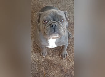 Reka, fröhliche Französische Bulldogge geb. 10 /2024