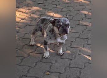 Gina, bildhübsche Französische Bulldogge geb. 01/2023