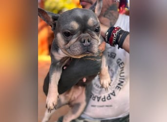 Süsü, besonderes Fanzösisches Bulldoggen Mädchen sucht besonderes Zuhause
