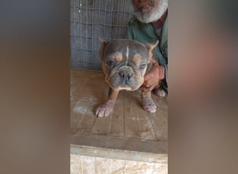 Kolbasz, freundliche Französische Bulldogge geb. 06/2025
