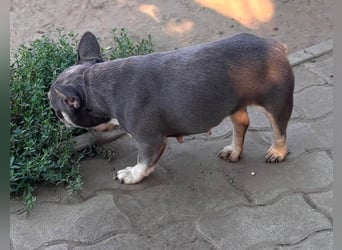 Süsü, besonderes Fanzösisches Bulldoggen Mädchen sucht besonderes Zuhause