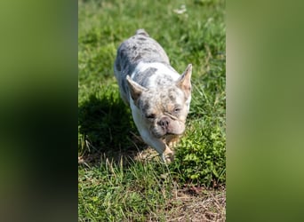Radar, bildhübsche Französische Bulldogge geb. 03/2025
