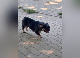 Silver, gut gelaunte Französische Bulldogge geb. 06/2021