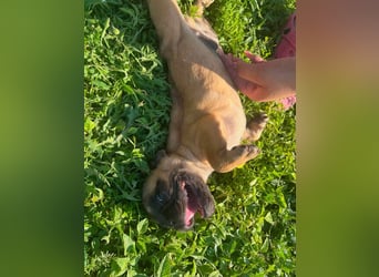 Charles, süßer Französisch Bulldoggen Welpe geb. 04/2026