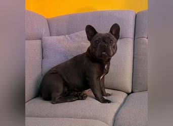 Elli, fröhliche, verspielte Französische Bulldogge geb 01/2025