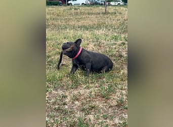 Elli, fröhliche, verspielte Französische Bulldogge geb 01/2025