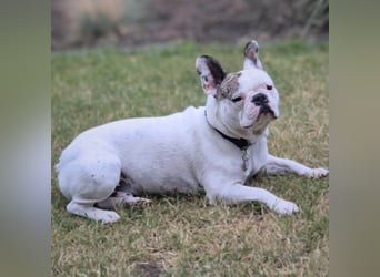 Leo - ist kontaktfreudig&verspielt