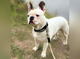 Leo - ist kontaktfreudig&verspielt