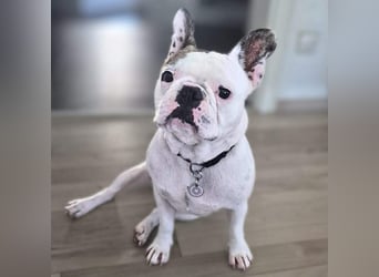 Leo - ist kontaktfreudig&verspielt