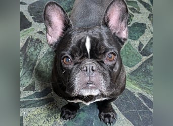 Yoda2 geb. 05/2022 (ESP) - anhängliche und verschmuste Französische Bulldogge!