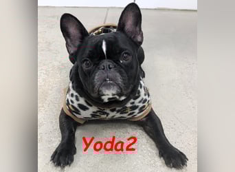 Yoda2 geb. 05/2022 (ESP) - anhängliche und verschmuste Französische Bulldogge!