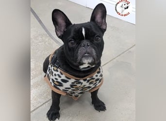 Yoda2 geb. 05/2022 (ESP) - anhängliche und verschmuste Französische Bulldogge!