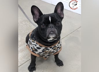 Yoda2 geb. 05/2022 (ESP) - anhängliche und verschmuste Französische Bulldogge!
