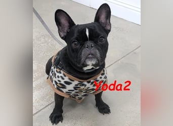 Yoda2 geb. 05/2022 (ESP) - anhängliche und verschmuste Französische Bulldogge!