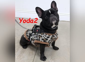 Yoda2 geb. 05/2022 (ESP) - anhängliche und verschmuste Französische Bulldogge!