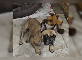 Gretel - Kleine Einzelprinzessin mit Bully-Charme