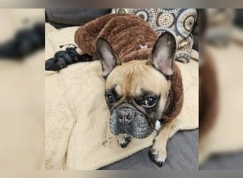 Gretel - Kleine Einzelprinzessin mit Bully-Charme