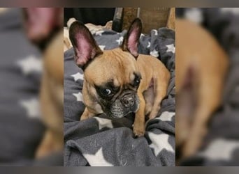 Gretel - Kleine Einzelprinzessin mit Bully-Charme