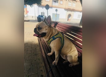 BELLA + ROMEO ! VERMITTLUNG NUR GEMEINSAM !