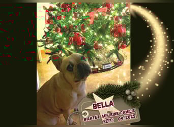 BELLA + ROMEO ! VERMITTLUNG NUR GEMEINSAM !