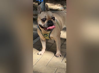 BELLA + ROMEO ! VERMITTLUNG NUR GEMEINSAM !