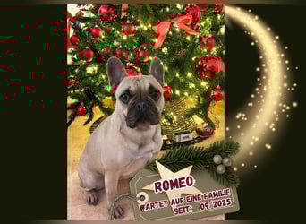 BELLA + ROMEO ! VERMITTLUNG NUR GEMEINSAM !