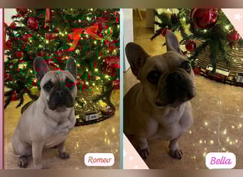 BELLA + ROMEO ! VERMITTLUNG NUR GEMEINSAM !