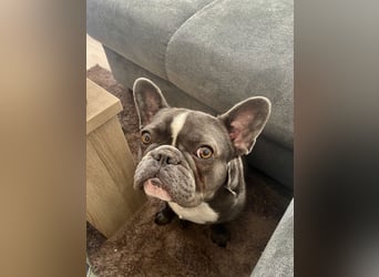 Französische Bulldogge