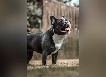 Französische Bulldogge
