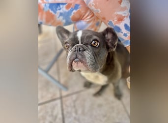 Französische Bulldogge
