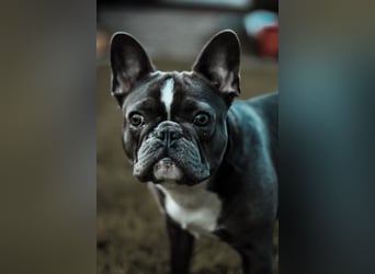 Französische Bulldogge