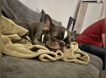 Französische Bulldogge
