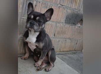 Francy und der Fluch etwas besonderes zu sein