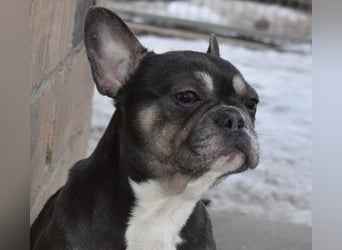 Francy und der Fluch etwas besonderes zu sein