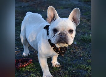 Fanni ausgenutzt und ausgemustert