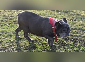 Fleur - ausgenutzt und entsorgt!