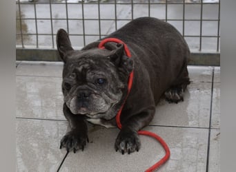 Fleur - ausgenutzt und entsorgt!