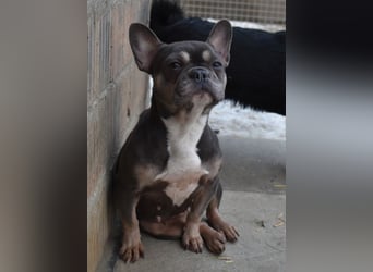 Francy und der Fluch etwas besonderes zu sein