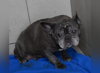 Fleur - ausgenutzt und entsorgt!