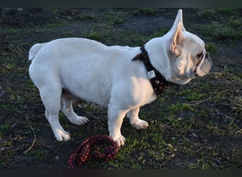 Fanni ausgenutzt und ausgemustert
