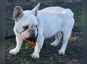 Fanni ausgenutzt und ausgemustert