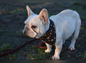 Fanni ausgenutzt und ausgemustert