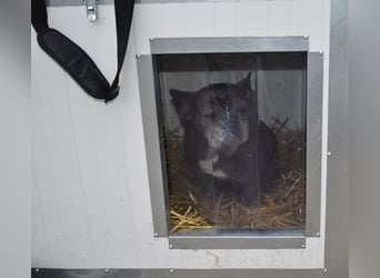 Fleur - ausgenutzt und entsorgt!