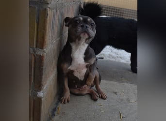 Francy und der Fluch etwas besonderes zu sein